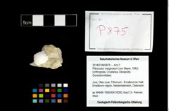 Foto (Objekt + Etikett) von Pithonoton marginatum (von Meyer, 1842)  (NHMW-GEO-2014-0194-0875)